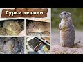 Сурки не сони