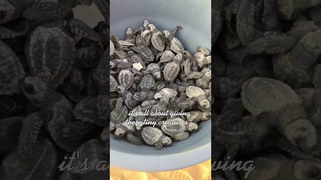 Magical Sea Turtle Release in Cabo San Lucas | A Must-Do Experience