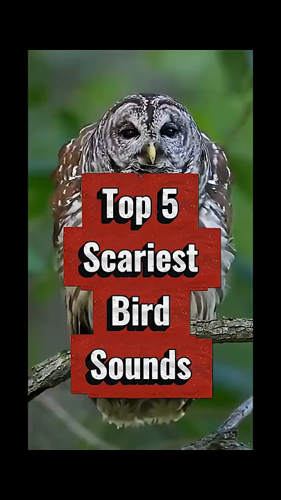 Jangan tonton malam hari! 5 suara burung terseram #shorts #birdsounds