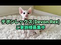 【デボンレックス🐾子猫】ご家族様募集中🐾 2025年9月5日生まれ、男の子、ホワイト、巻き毛。巻き毛は成長に伴い生え揃います。 #デボンレックス #デボンレックス子猫 #デボンレックスブリーダー #猫