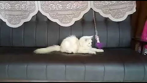 Video 11835981: persian cat kitten white