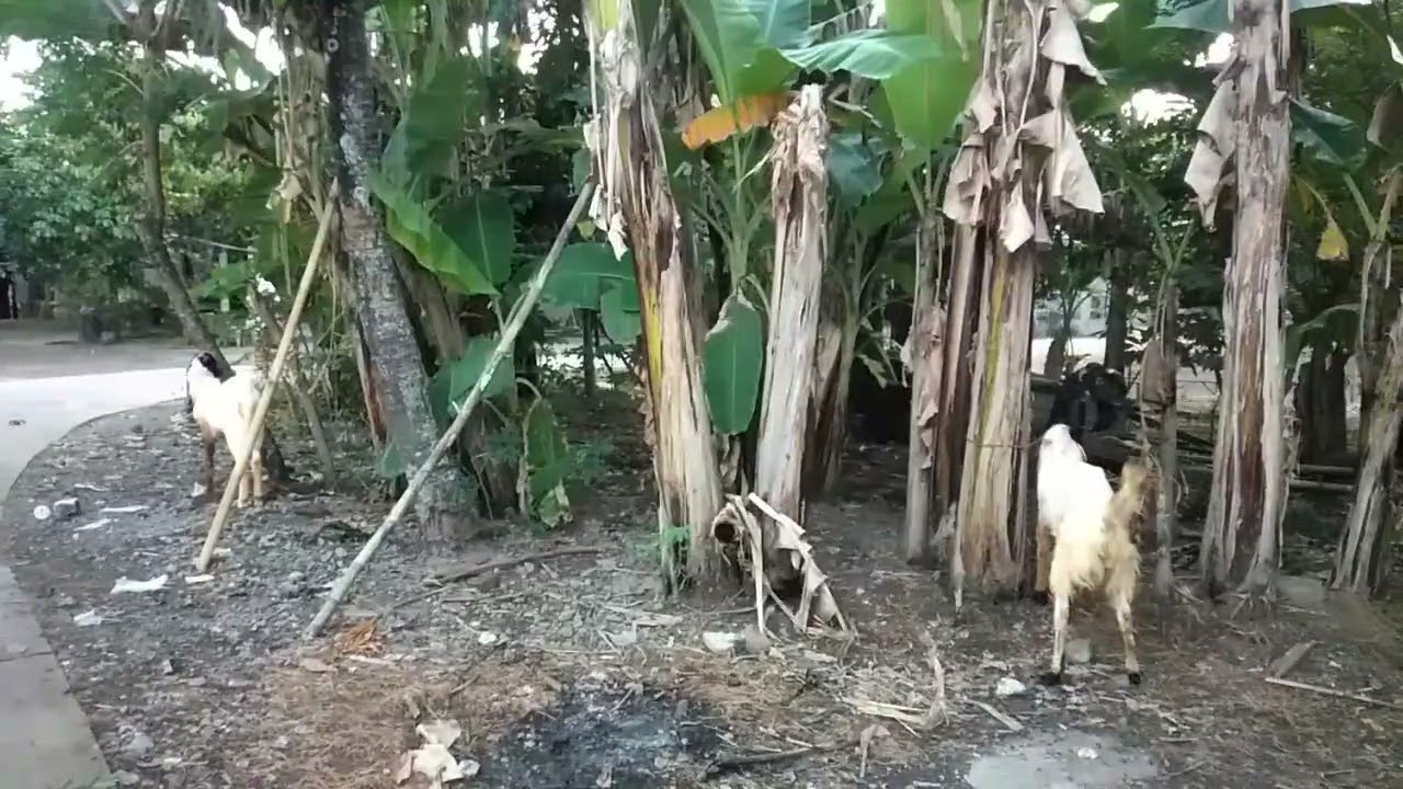 24 Juni 2025...brangkat sholat idul adha