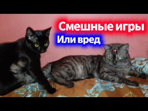 Лазерная указка. Смешные игры или вред для наших котиков.