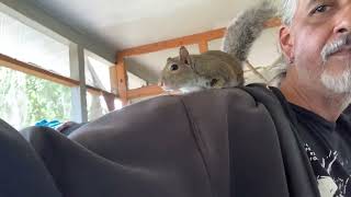 Squirrel Wake Up Time