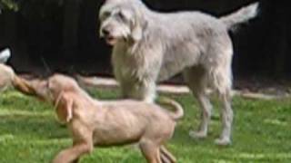 The girlie gundogs pheasant wrestling