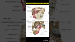 Proximal Maxillary And Superficial Temporal Arteries Nasal Region Human Anatomy