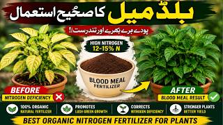 Blood Meal Fertilizer for Plants | Benefits, Uses, NPK Value, Application Method & Mistakes to Avoid