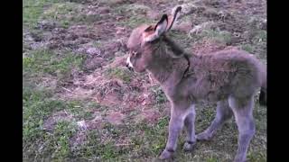 Baby Mini Donkey's First Run! SUPER CUTE!!