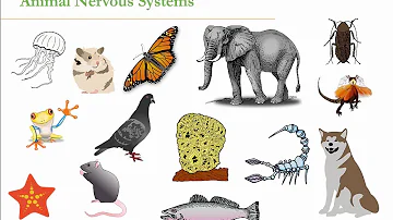 Do reptiles have a thalamus?