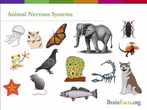 Animal Brains: An Overview