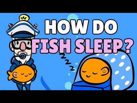 How Do Fish Sleep? | Safe Videos for Kids
