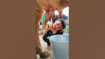 Thumbnail of choti choti gaiya dyyt7fhu #love #song #funny