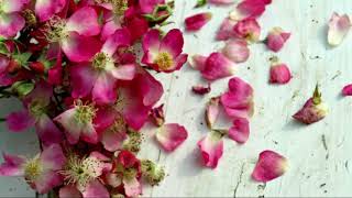 11/29Birthday】ドニゼッティ: 歌劇「ランメルモールのルチア」狂乱の  