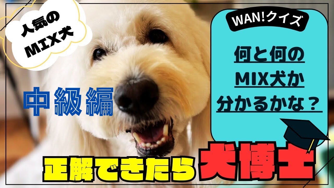 犬種当てクイズ　ミックス中級編
