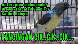 KOLIBRI KELAPA (WICEH)/Anthreptes malacensis/Brown throated Sunbird