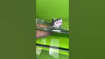 Shark week behind the scenes #behindthescenes #sharkweek #videoshort