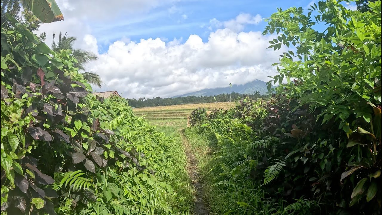 Run 005 - MORE Penebel Rice Fields, Tabanan Regency, Bali/ Indonesia - 9th January 2026