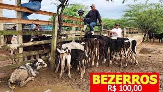 GARROTEIRA NELORE DE R$ 1.800 EM CARUARU-PE   07-05-2024  #nordeste