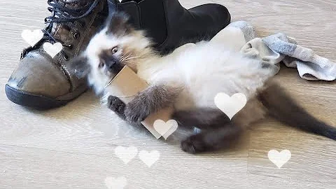 Video 3981551: himalayan cat kitten cute, adorable himalayan kitten, himalayan kittens playing, himalayan doll, toilet cat cute kitten, cute cat rolling