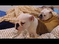 子犬が「一緒に寝てほしい…」と駄々をこねちゃいました。