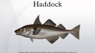 Haddock