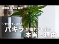 【植物屋店員が解説】パキラを二度と枯らさないために知っておきたいこと
