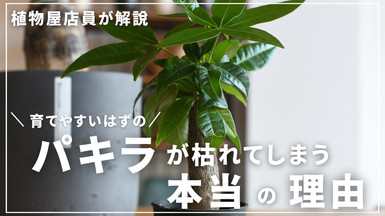 【植物屋店員が解説】パキラを二度と枯らさないために知っておきたいこと
