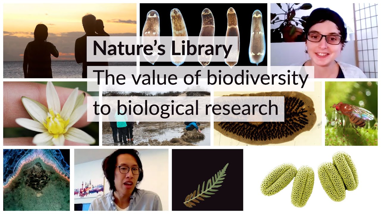 Nature's Library: The value of biodiversity to biological research