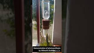 Demonstration of Photosynthesis by Wilmott's Bubbler