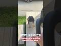 ドアの外で鷹が待ち構えてるの困ります！ハリスホーク