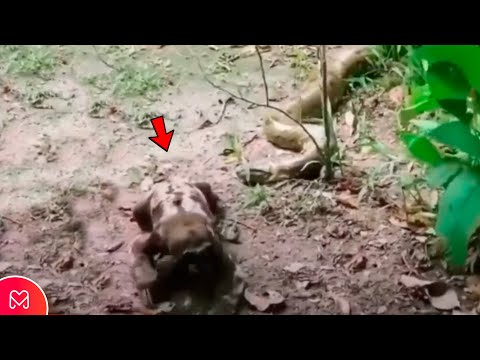 Video: Ali tigri živijo v deževnem gozdu?