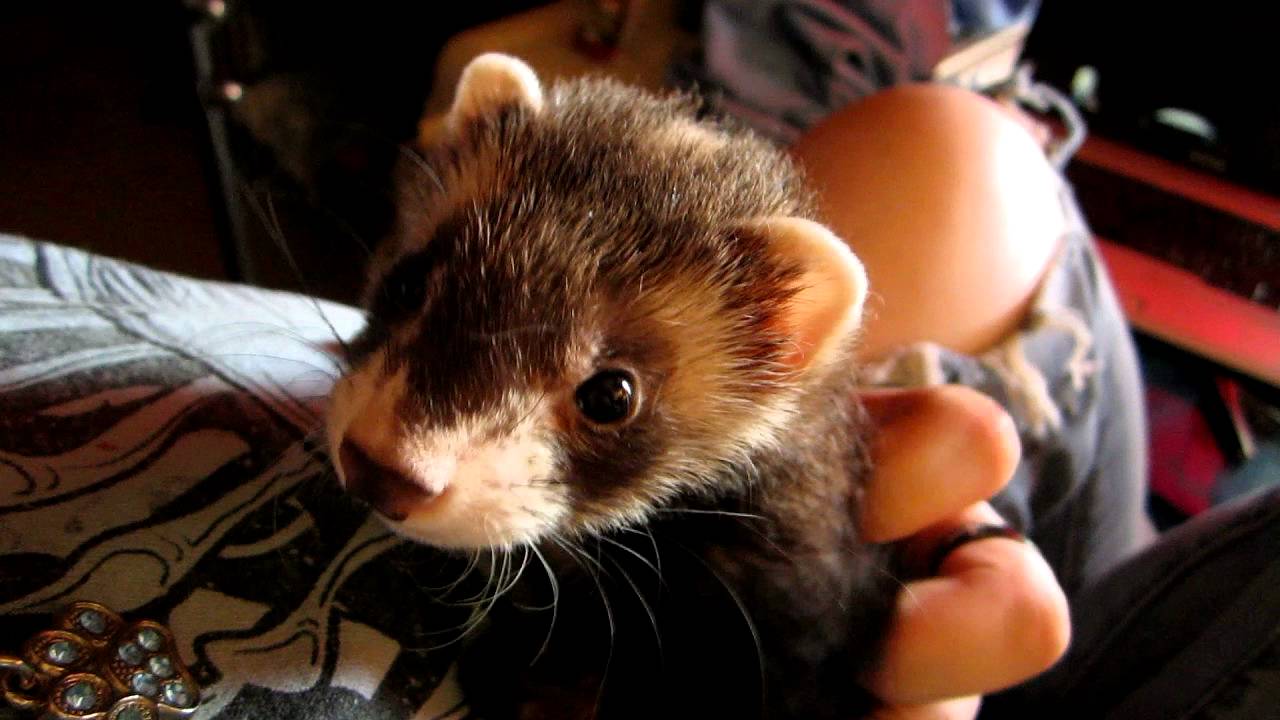 Adorable Crybaby Ferret YouTube