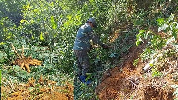 Hnub no mus khawb qos los pub qaib nawb