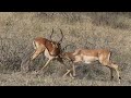 Impala Rams FIGHT. The NKUHUMA pride. The SPLIT ROCK male.