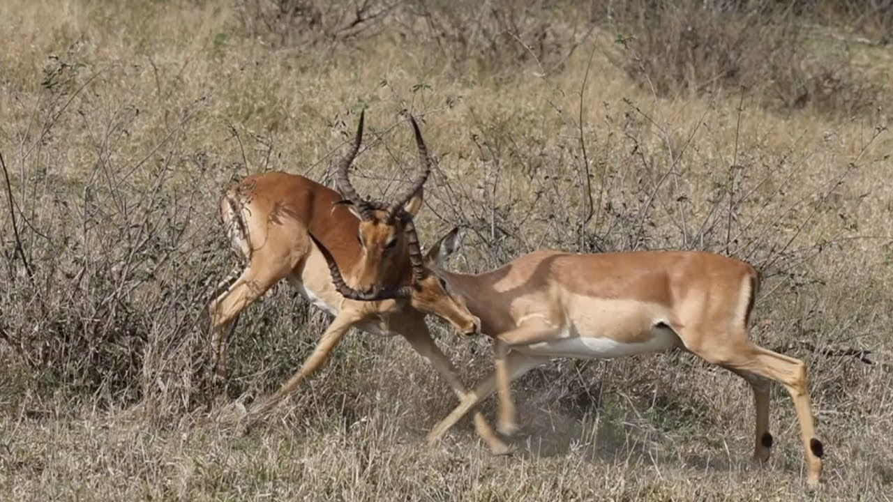 Impala Rams FIGHT. The NKUHUMA pride. The SPLIT ROCK male.