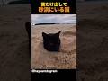 首だけ出して砂浜にいる猫