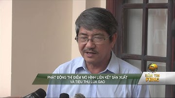 Phát động thí điểm mô hình liên kết sản xuất và tiêu thụ lúa gạo