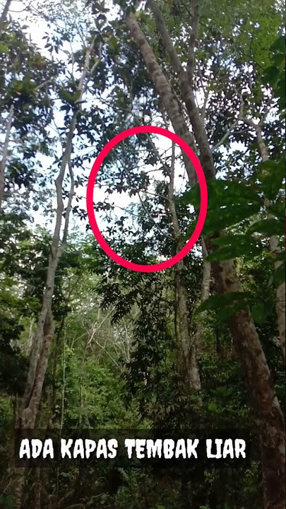 Kapas Tembak Di alam Liar