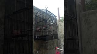 Download Lagu Kacer sijundai \ MP3