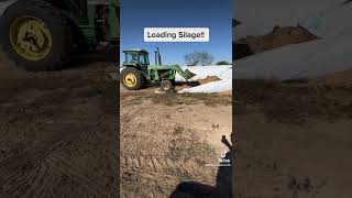 Feeding Silage