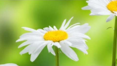 سورة يوسف - بصوت القارئ عمر بن محمد النعيم حفظه الله تعالى ...