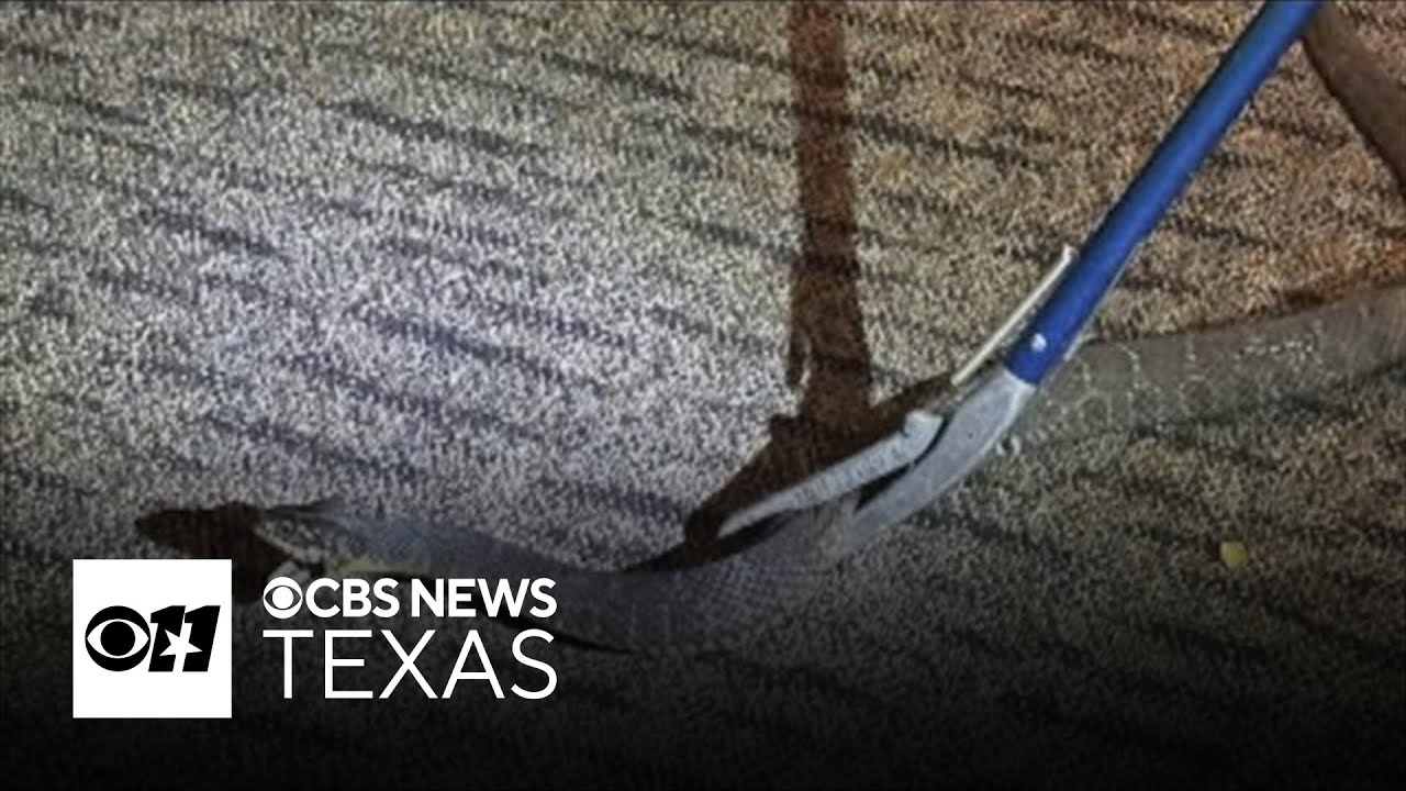 Little Elm PD helps "save" firefighters from snake encounter