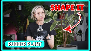 How To Prune A Rubber Plant 🔪🌱