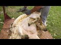 Como se esquilan los corderos a Maquina