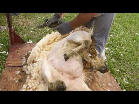 Video: ¿Esquilan cabras?