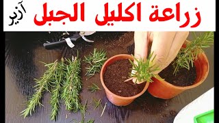 زراعة و اكثار إكليل الجبل، روزماري، آزير propagation resmary