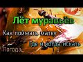 Лёт муравьёв. Как и где поймать муравьев для муравьиной фермы. Муравьиная королева бесплатно.