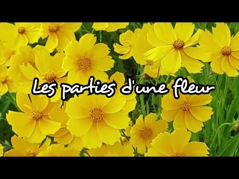 Vidéo: Les parties principales d'une fleur sont Les parties principales d'une fleur sont le pistil et les étamines