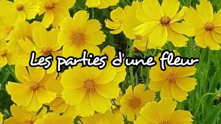 Les plantes a fleurs (les parties d'une fleur)