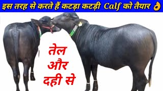 Calf कटड़ा कटड़ी को इस तरह से करते हैं तैयार || Prepare calf katda katdi ready by this way ||